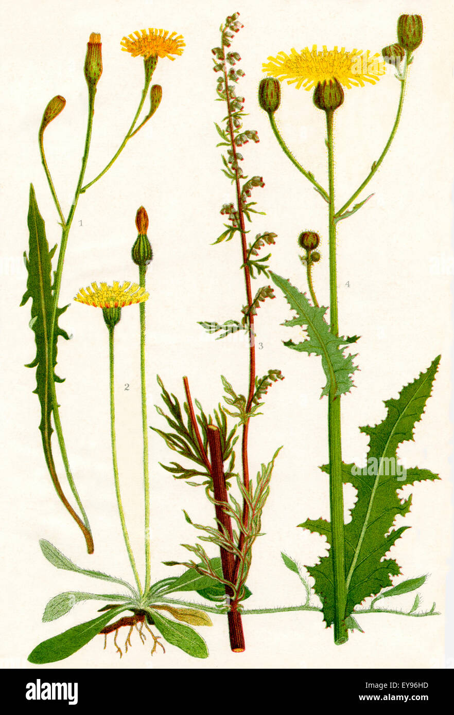 Wildflowers. 1. Cat's ear 2. Mouse ear Hawk weed 3. Mug wort 4. Corn Sow thistle Stock Photo