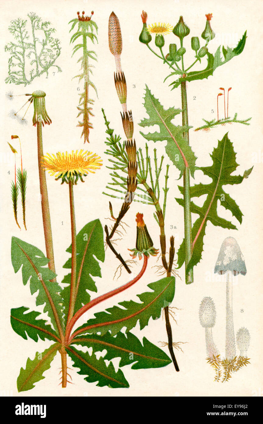 Wildflowers. 1. Dandelion 2. Rough Sow thistle 3. Common Horsetail 3a. Barren shoot of the Common Horsetail 4. Hair moss 5. A Moss 6. Bog moss 7. A Lichen Iceland Moss 8. Fungus, Toadstool Stock Photo