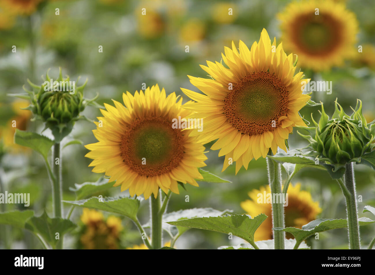 Commercially grown Sunflowers. France Stock Photo Alamy