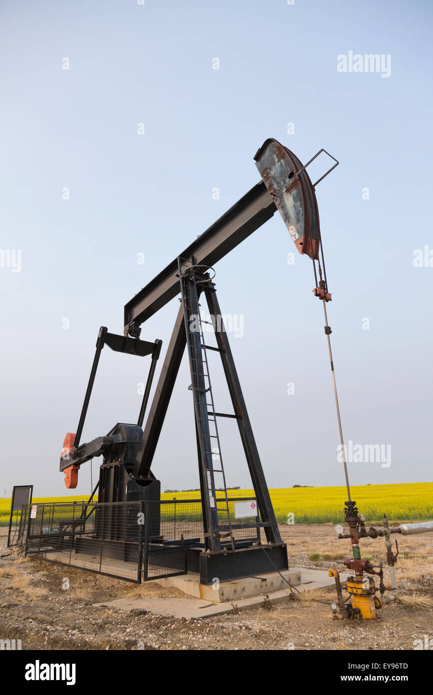 Pumpjack At Work On Oilfield Lease In A Canola Field In Rural Alberta St Albert Alberta 