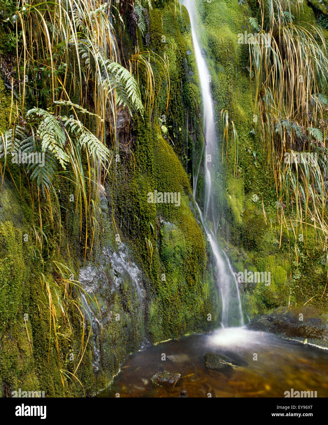 Fiordland New Zealand Doubtful Sound Waterfall And Ferns Stock Photo