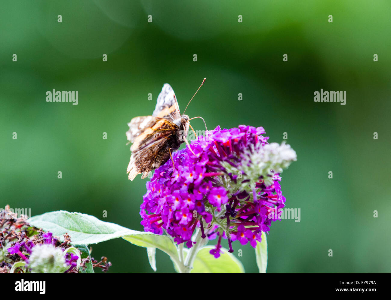 Red Admiral butterfly during the 2015 big butterfly count basking in the sun on a budlia flower in Surrey England UK Stock Photo