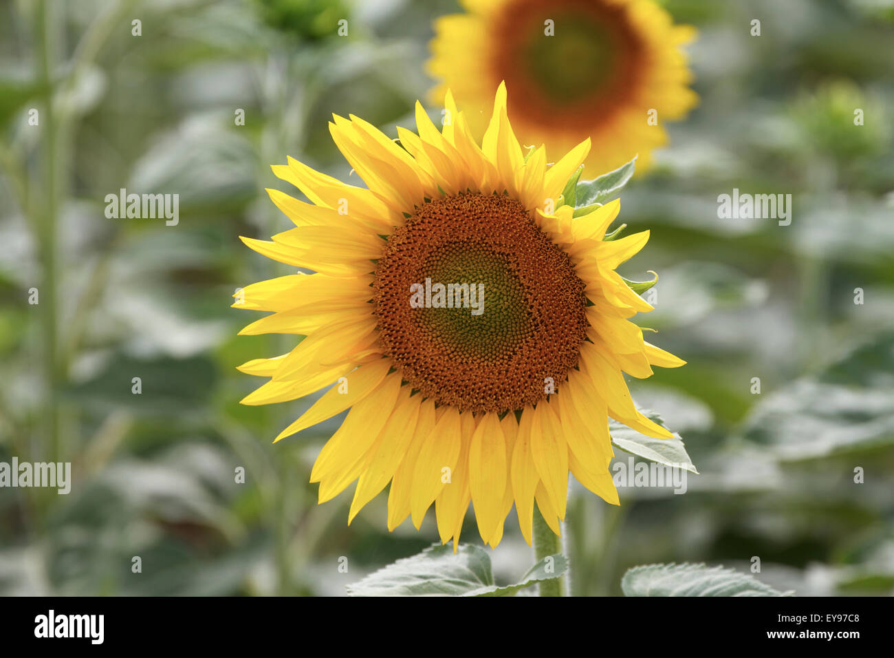 Commercially grown Sunflowers. France Stock Photo Alamy