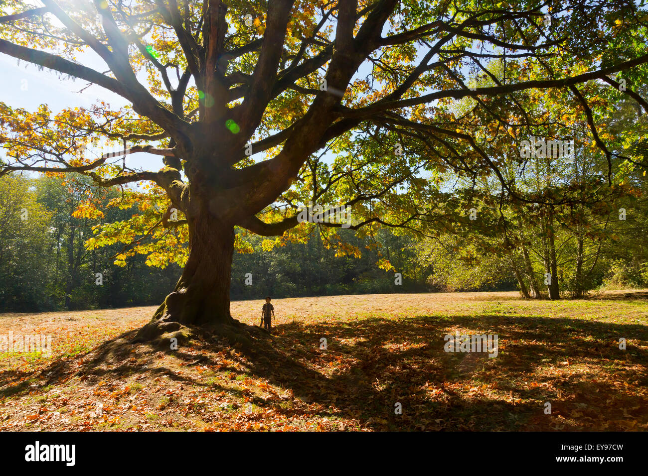 young-boy-exploring-under-oak-tree-in-a-