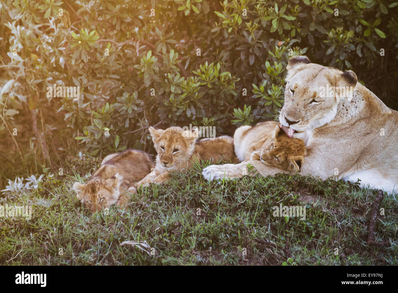 Lioness with cubs kenya hi-res stock photography and images - Alamy