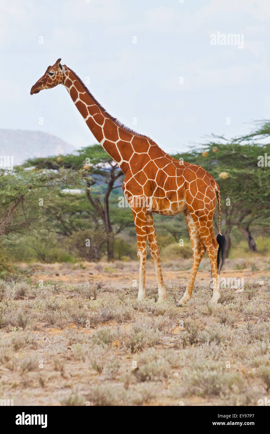 Reticulated giraffe (Giraffa camelopardalis reticulata), Buffalo Springs National Reserve; Kenya Stock Photo