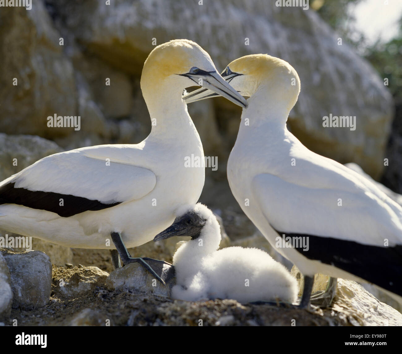 East Coast New Zealand Cape Kidnappers Gannet Family Preening Stock Photo