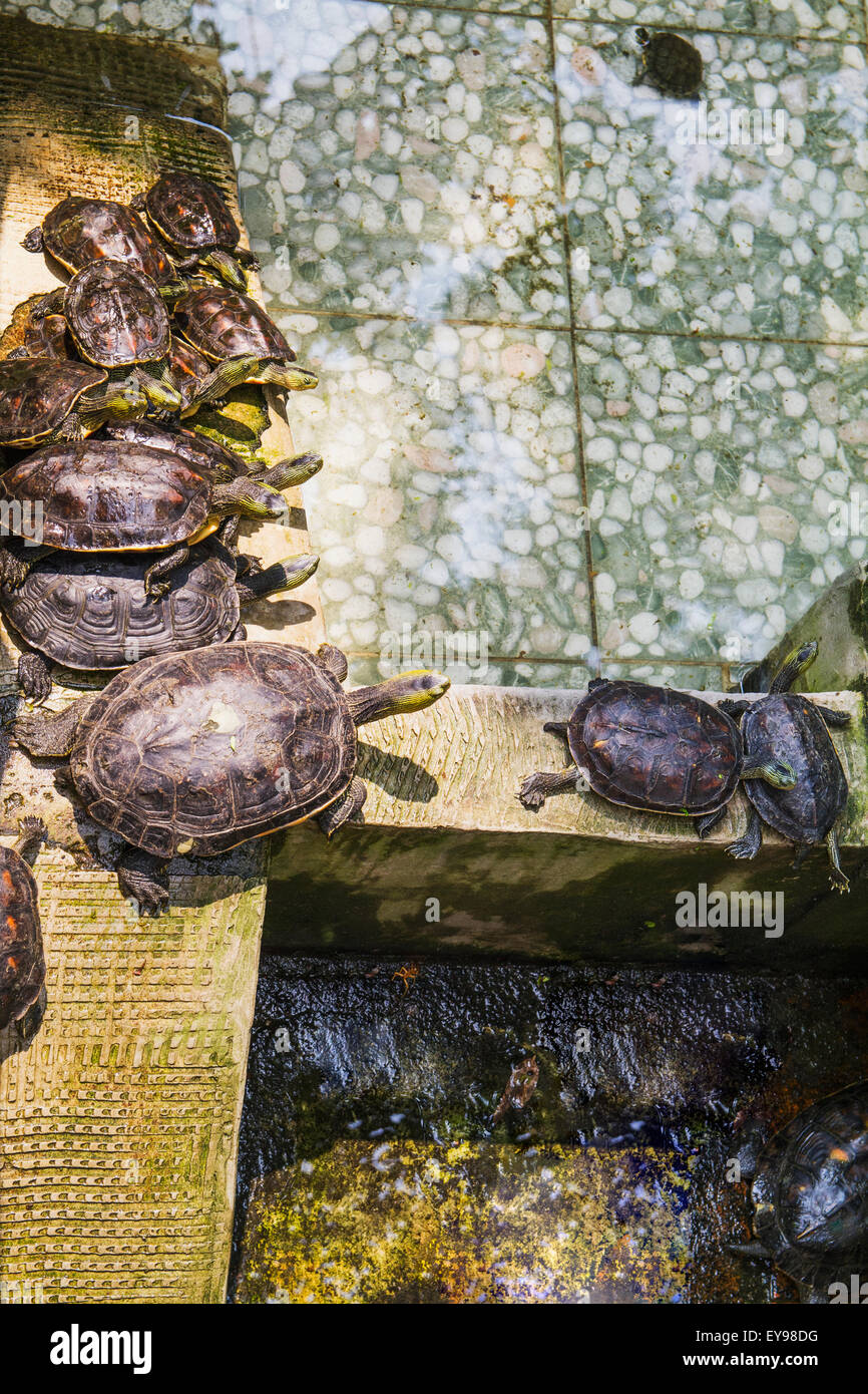 Turtles at the Official God of War Temple; Tainan, Taiwan Stock Photo