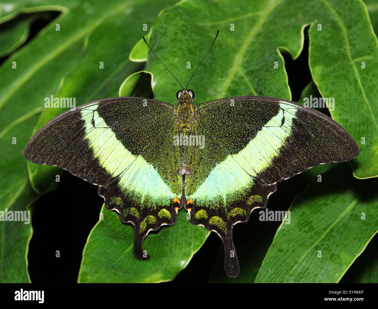 The common peacock swallowtail butterfly hi-res stock photography and ...