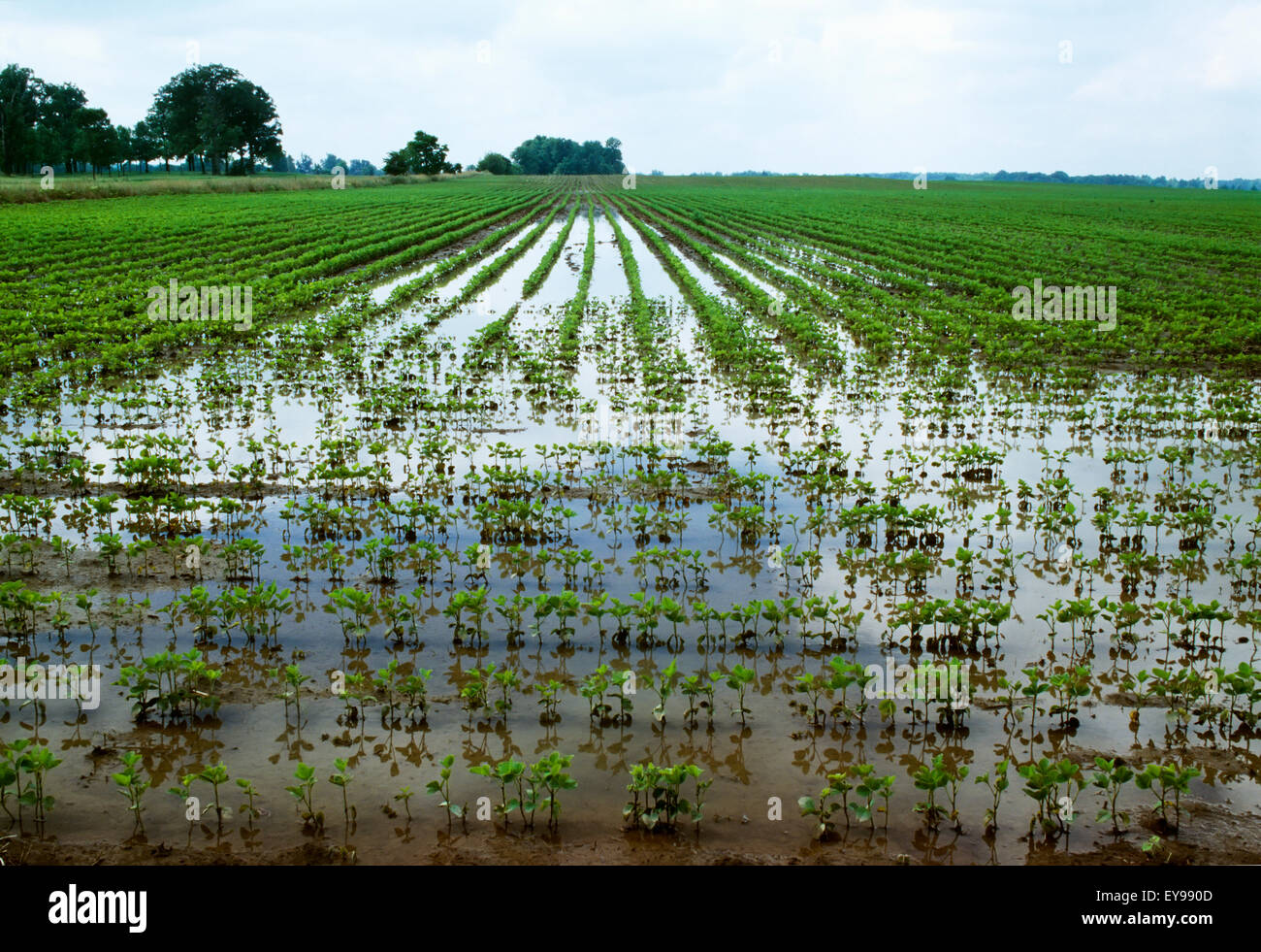 Agriculture Standing water in an early growth soybean field following