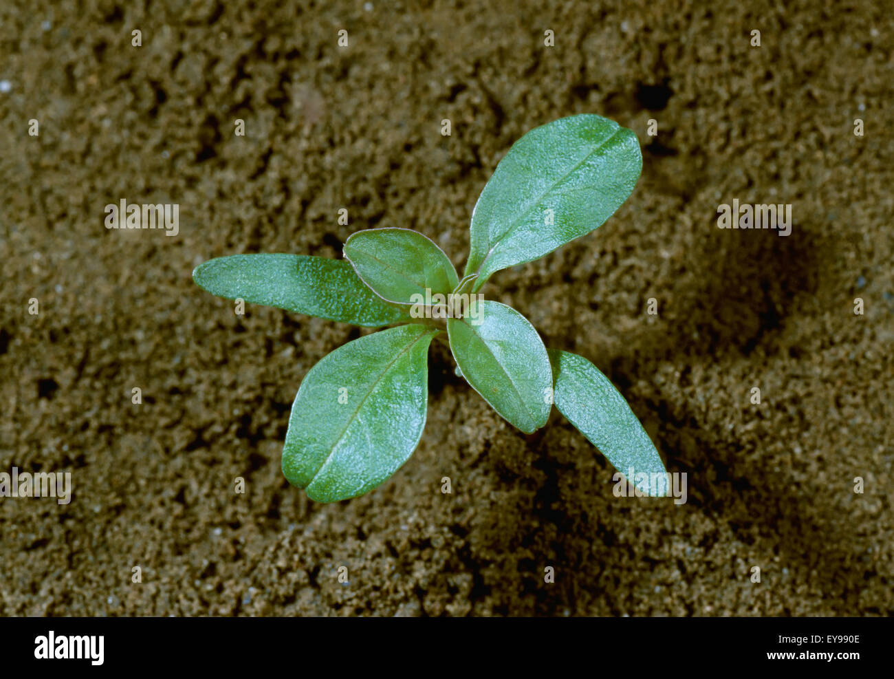 Agriculture - Weeds, Prostrate Amaranth (Amaranthus blitoides) aka. Prostrate Pigweed, Mat Amaranth; seedling / California, USA. Stock Photo