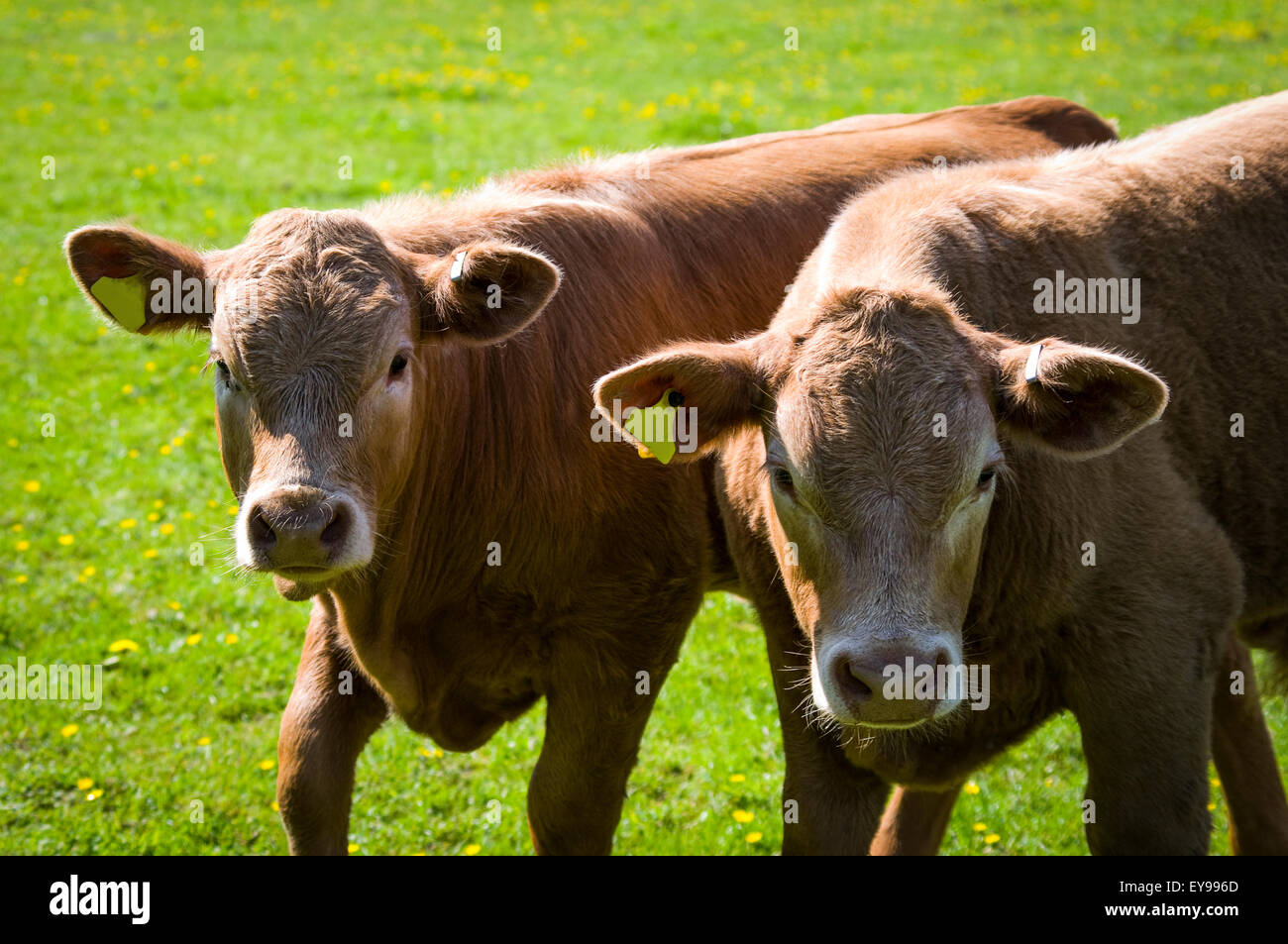 Two inquisitive Devon calves facing the camera Stock Photo