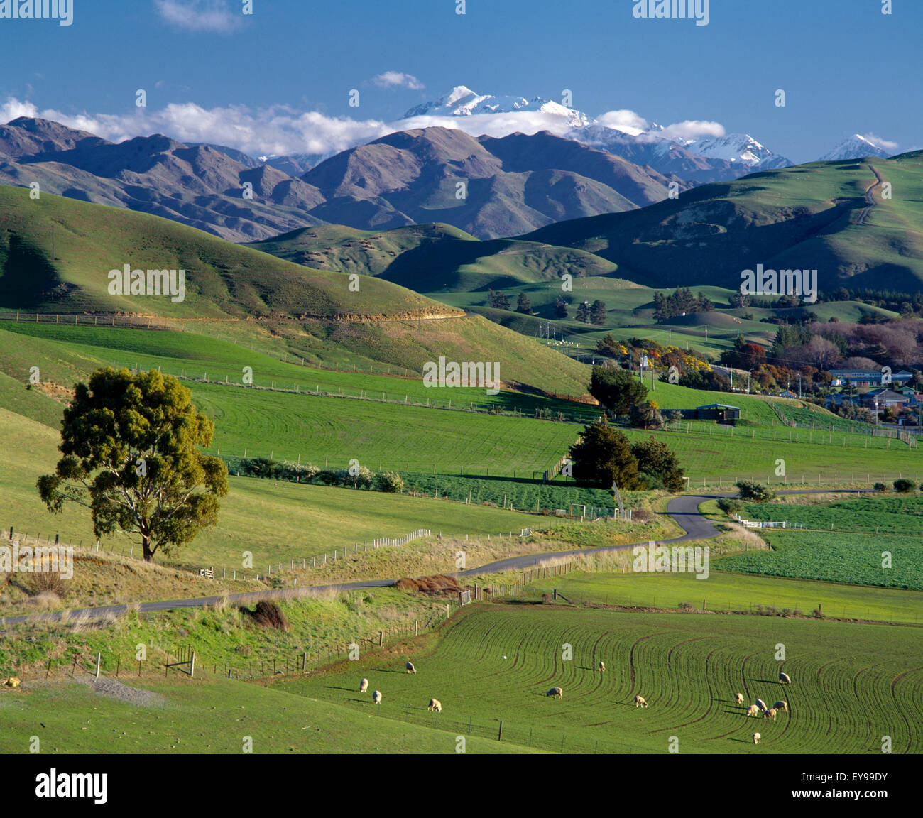 Marlborough New Zealand Seddon & Mt Tapaenuku Sheep Grazing Stock Photo