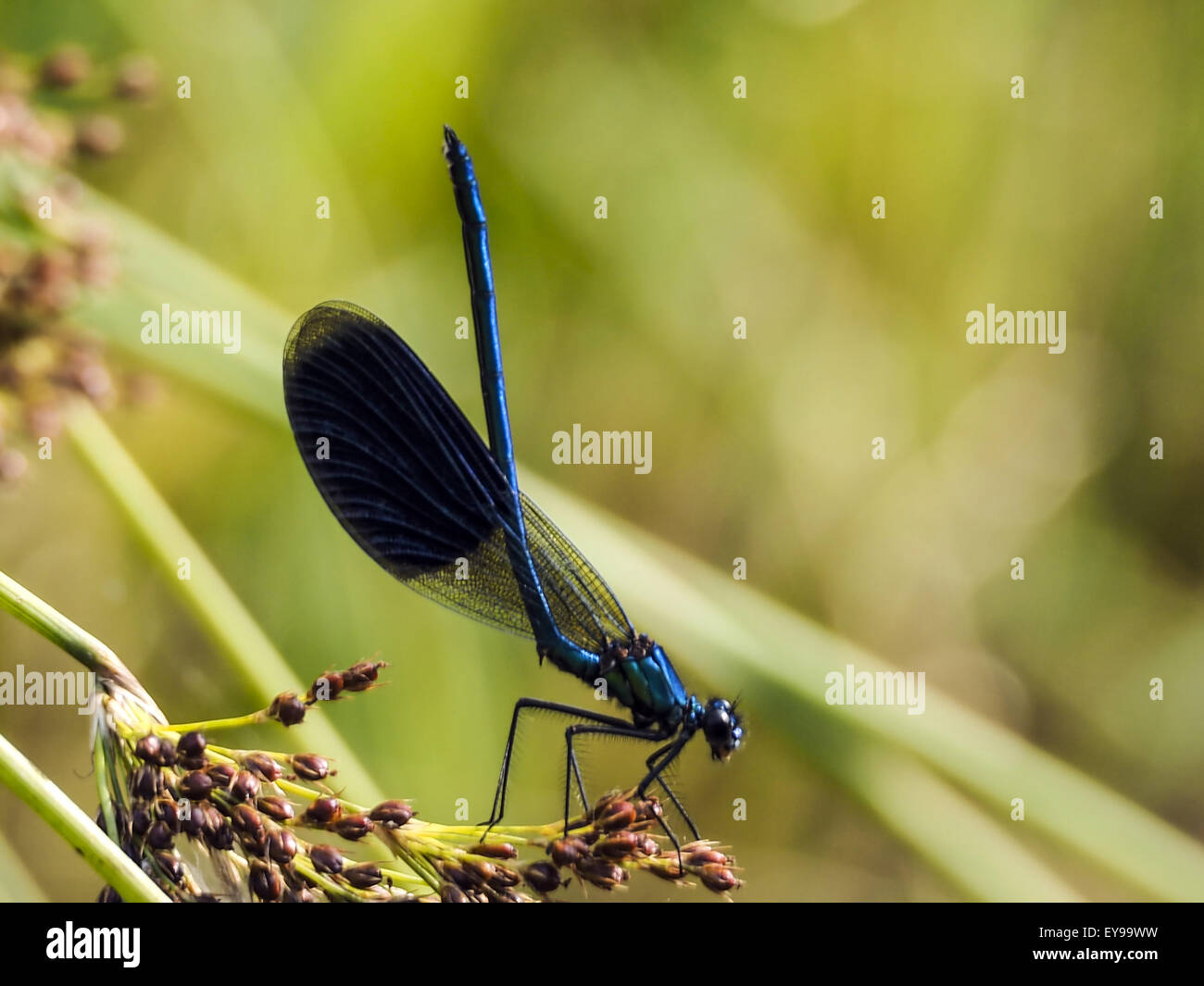 July 24, 2015 - Beautiful demoiselle dragonfly (Credit Image: © Igor ...