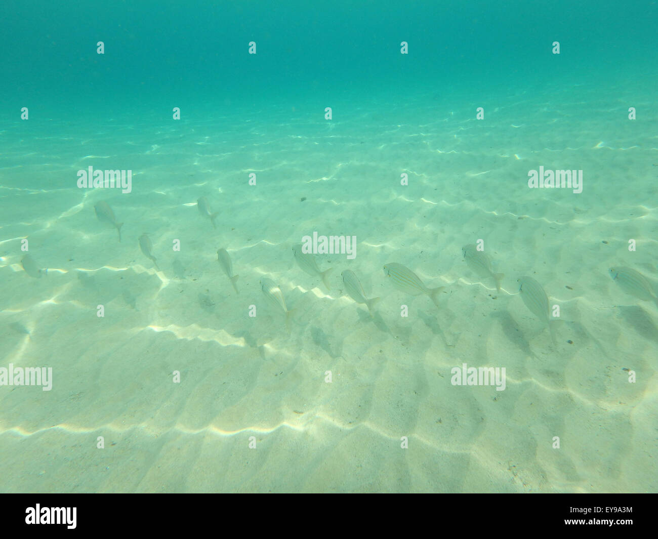 Underwater photo capturing the world bellow the sea level. Stock Photo