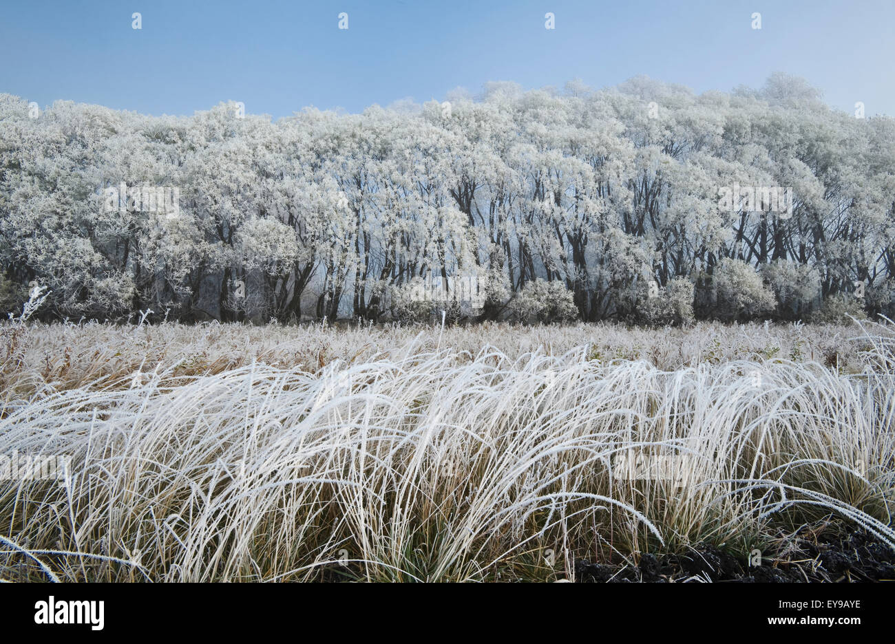Frostcovered trees in farmland shelterbelt near Oakbank; Manitoba