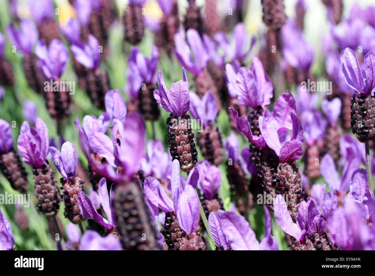 Field of purple lavender flowers Stock Photo