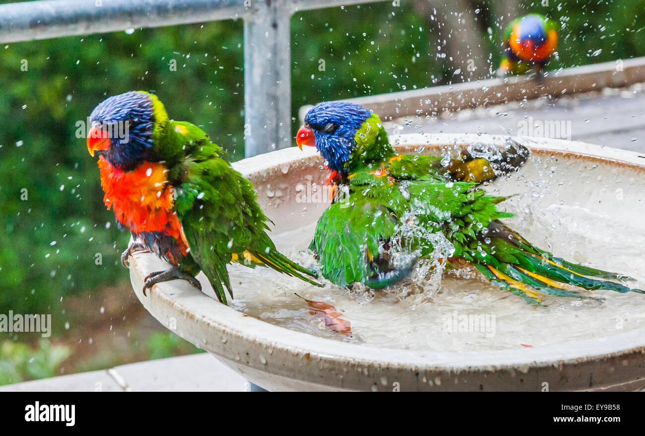 bathing Rainbow Lorikeets Stock Photo