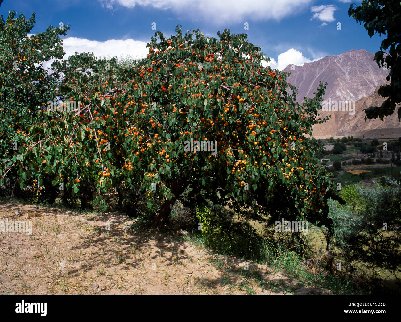 Northern Area Pakistan Hoper Upper Nagar Apricot Tree Stock Photo