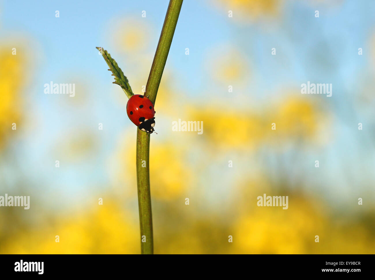 Red ladybug on flower stem in the field Stock Photo Alamy