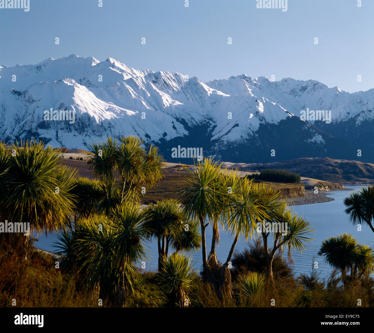 Central Otago New Zealand Cabbage Trees by Lake Hawea Stock Photo