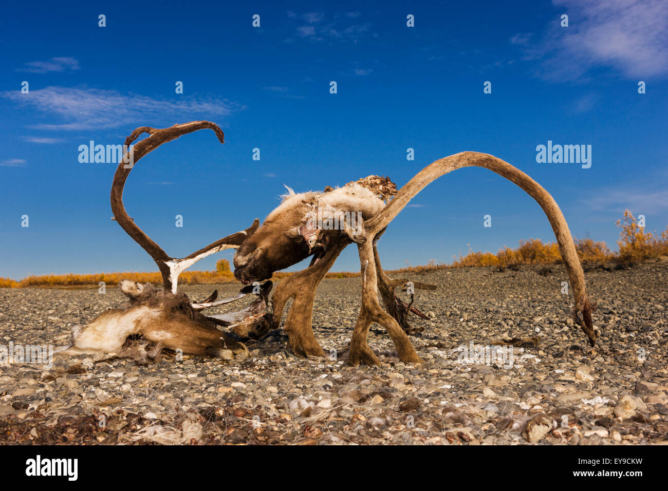 A subsistence hunted caribou head and antlers on the bank of the Noatak River, Arctic Alaska, USA, Fall Stock Photo