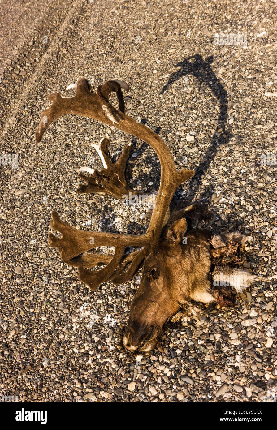 A subsistence hunted caribou head and antlers on the bank of the Noatak River, Arctic Alaska, USA, Fall Stock Photo