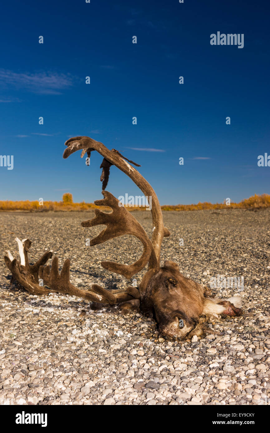 A subsistence hunted caribou head and antlers on the bank of the Noatak River, Arctic Alaska, USA, Fall Stock Photo