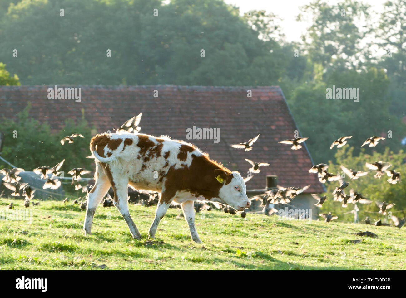 domestic cattle - calf on pasture at sunset with a flock of birds Stock Photo