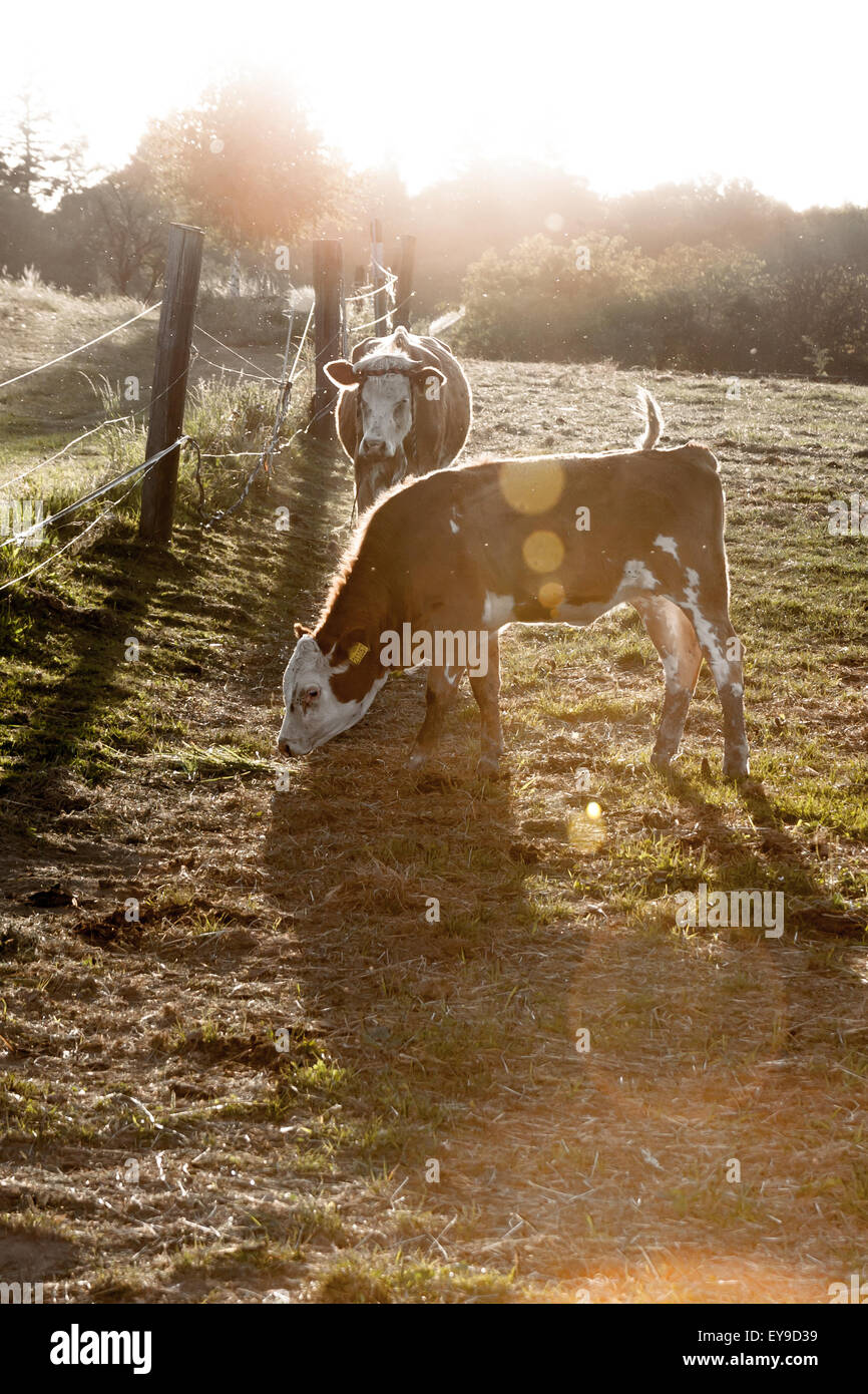 domestic cattle - cow and calf on pasture at sunset Stock Photo - Alamy