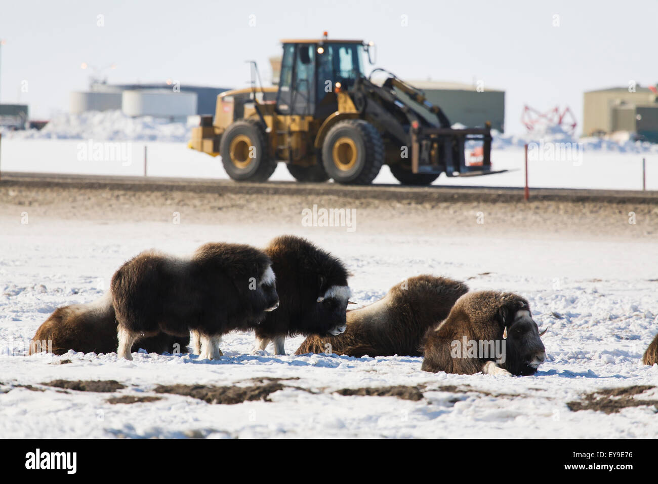 Musk ox lying on the frozen tundra with a loader driving by in the Prudhoe Bay Oilfield, North Slope, Arctic, Alaska Stock Photo