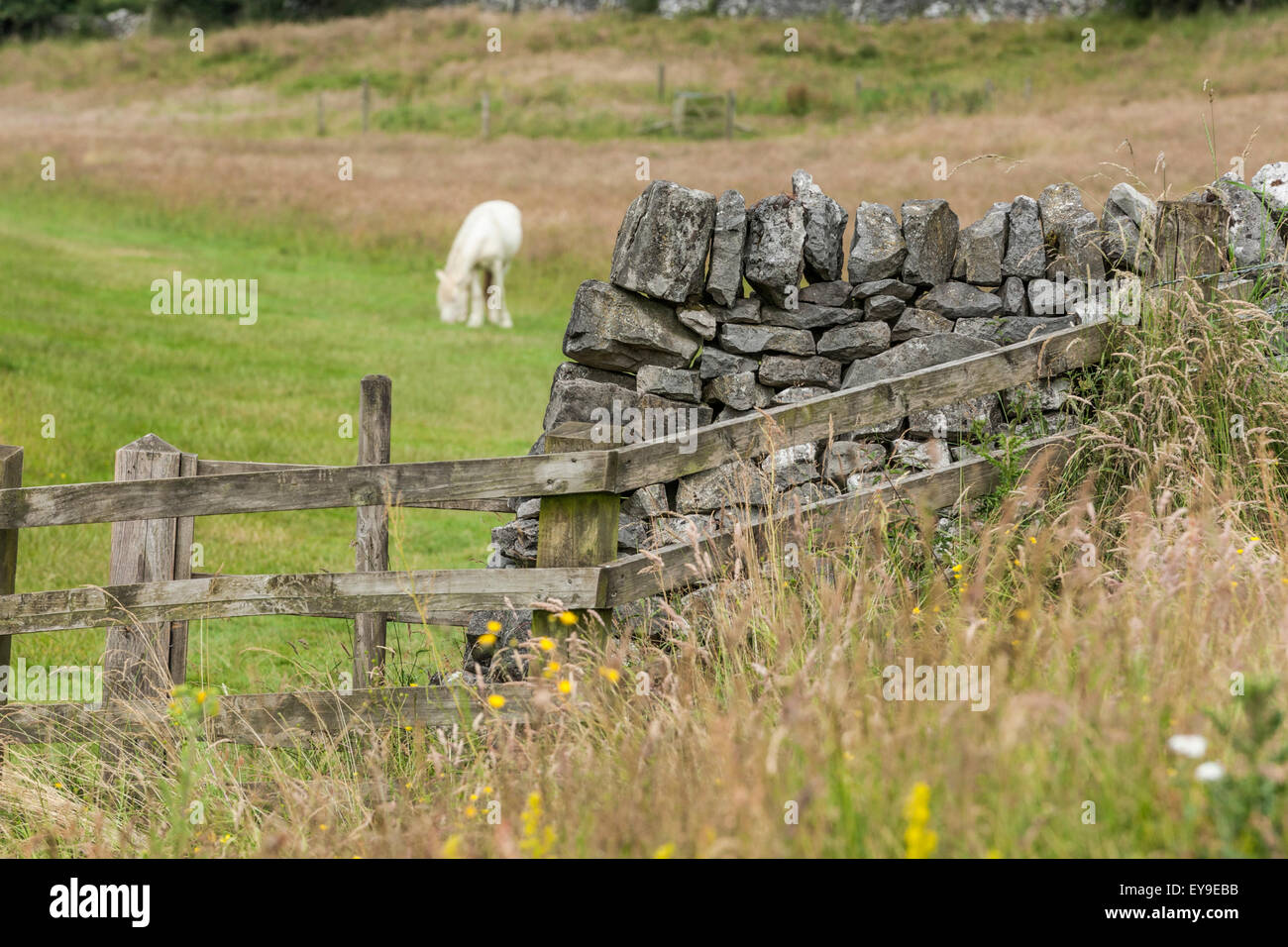 Fence and stone wall in the Peak District with a white horse in the distance in a field Stock Photo