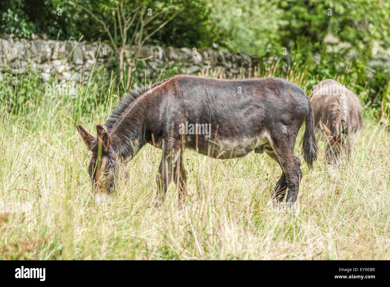 Two donkeys with their hands down eating grass on the ground Stock