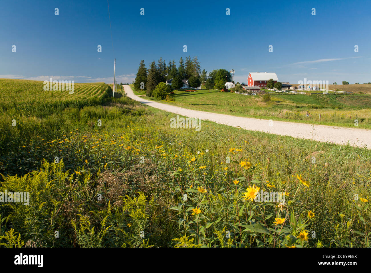 Hiteman Iowa Wildflowers along a rural gravel road with a farm in the background ...