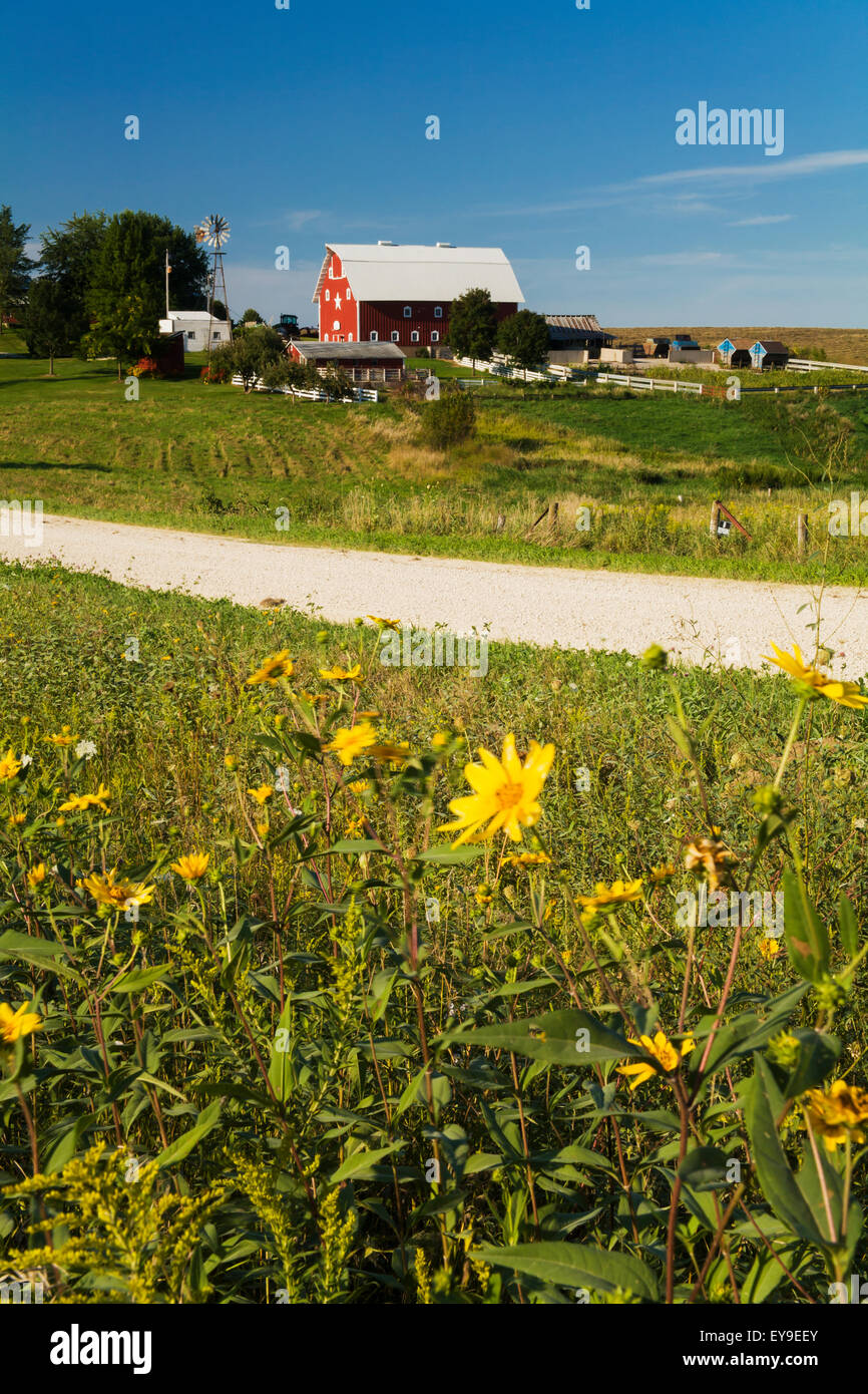 Hiteman Iowa Wildflowers along a rural gravel road with a farm in the background ...
