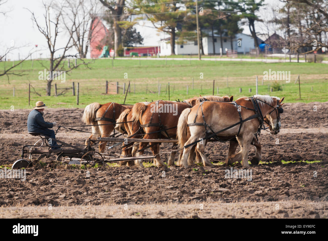 Amish man plowing a field with horses, near Hazelton; Iowa, United