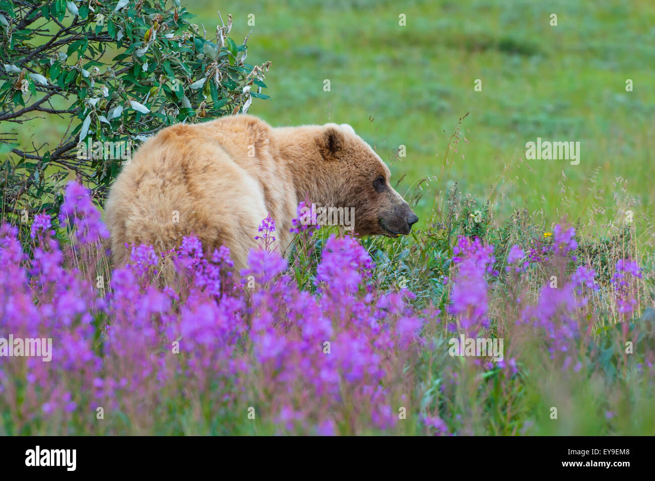 A grizzly bear standing in a patch of Fireweed at Sable Pass in Denali National Park and Preserve, Interior Alaska, Summer Stock Photo