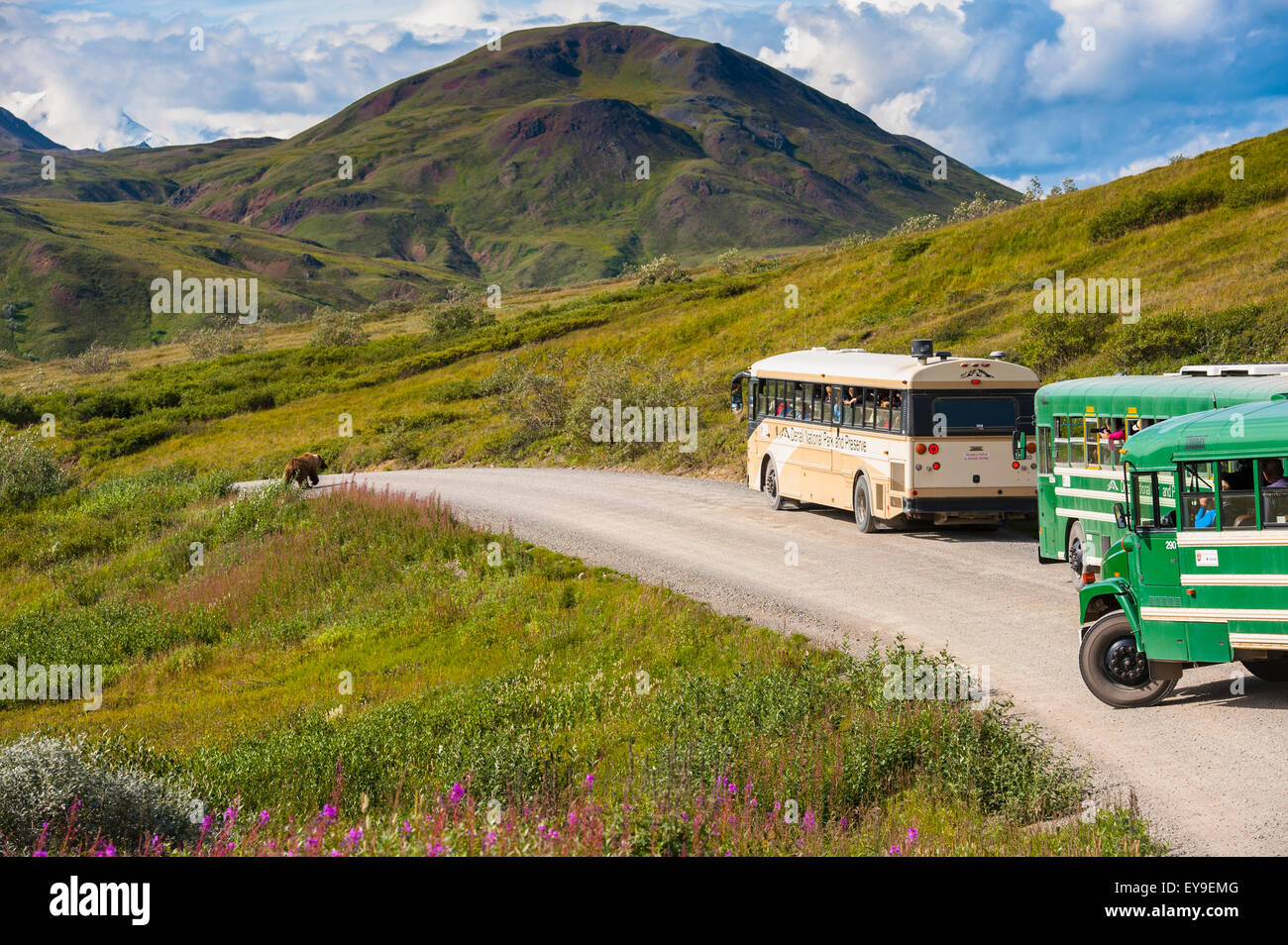 Grizzly Bear,Wildlife,Alaska,Tour Bus,Road Stock Photo