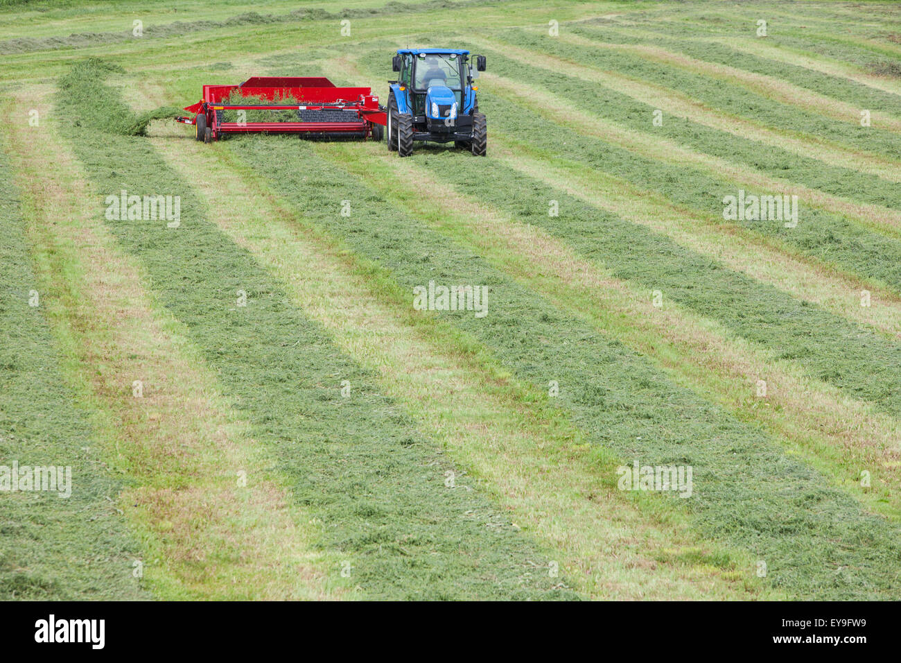 Alfalfa windrows hi-res stock photography and images - Alamy