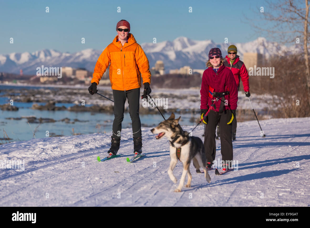 Husky,Anchorage,Family,Cross Country Skiing Stock Photo Alamy