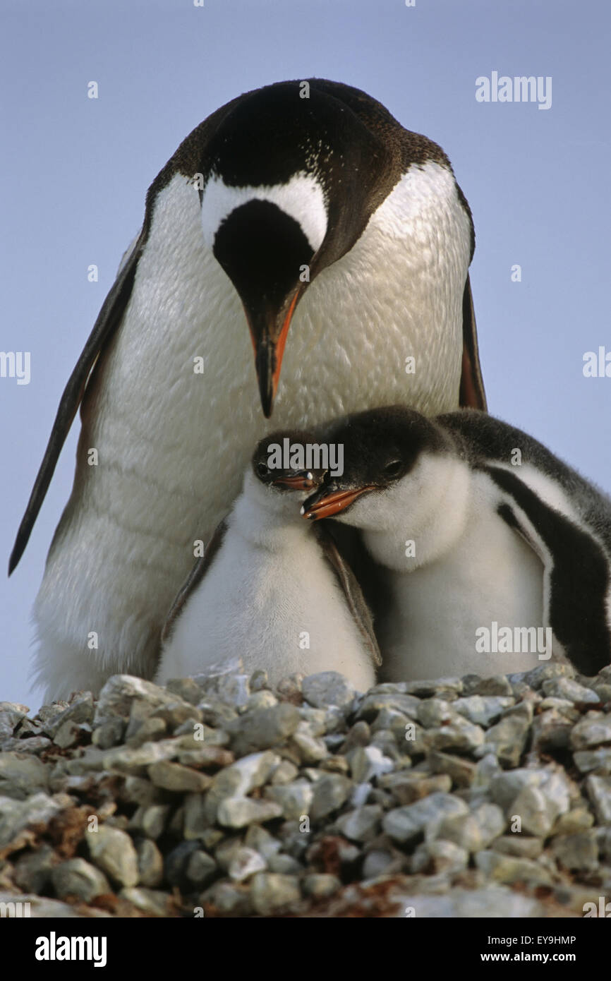 Gentoo Penguin Parent & Chicks Huddled Together /Nnew Island Falkland Islands Stock Photo