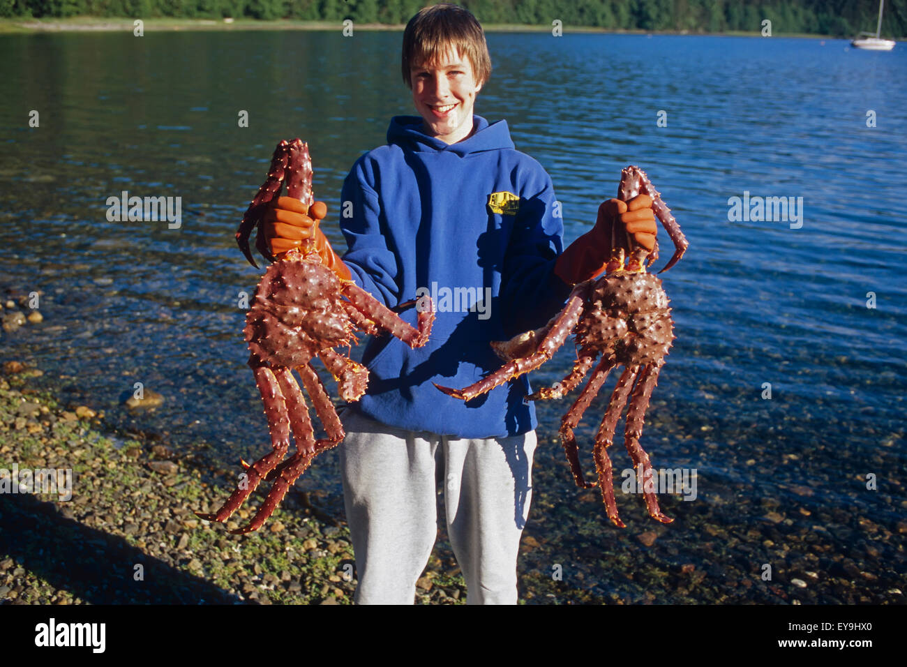 Young Boy Holding Large King Crabs Southeast Alaska Inside Passage Stock Photo