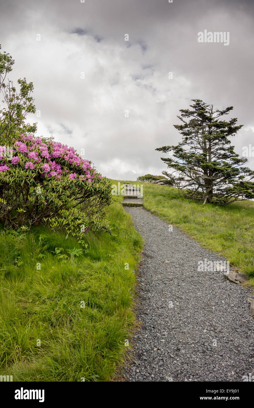 A dirt and gravel trail leads hikers up to Round Bald from Carvers Gap, a popular destination during the June bloom of rhododend Stock Photo