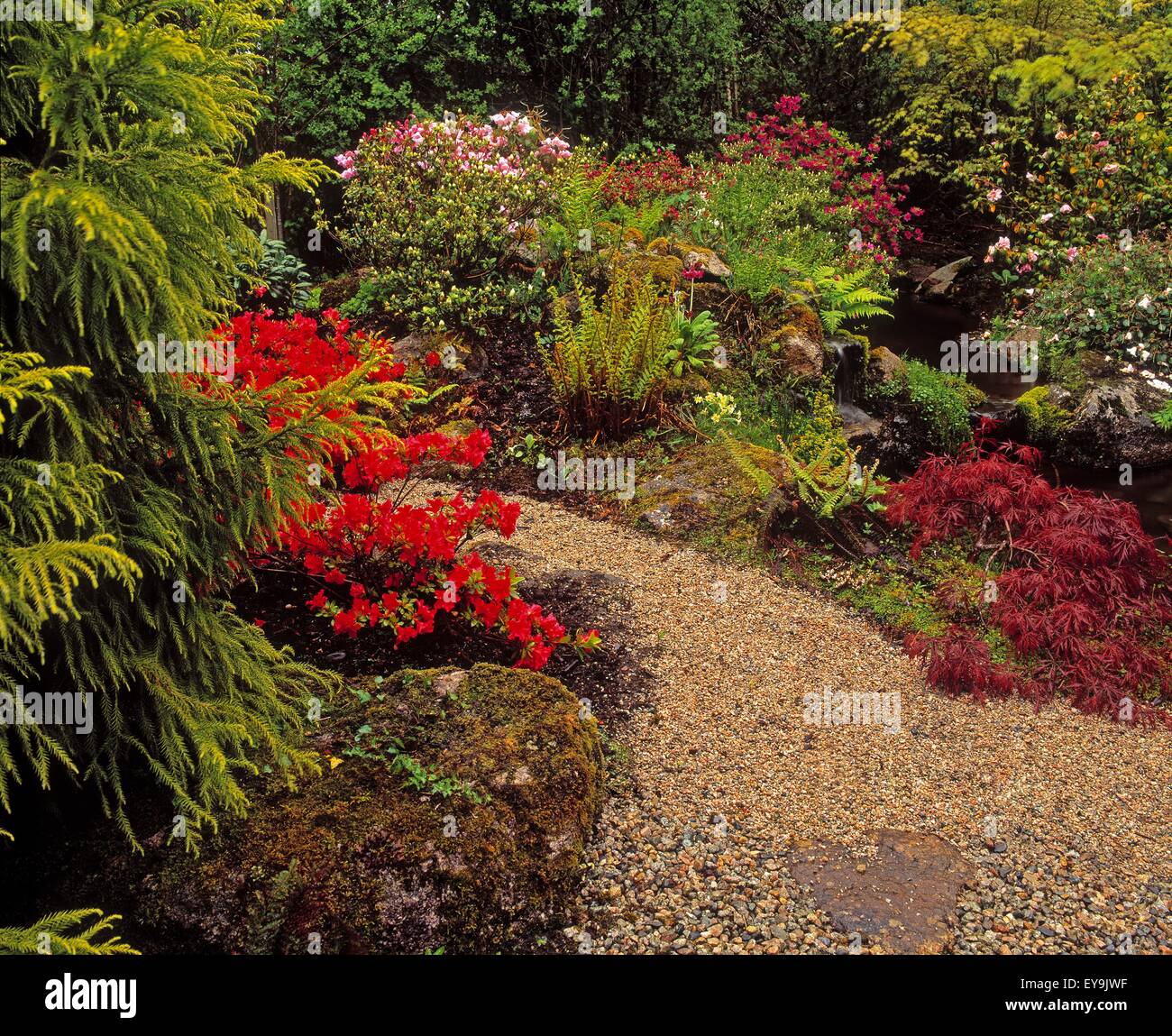 Ardcarrig, Co Galway, Ireland; Japanese Garden, Azaleas And Ferns Stock Photo