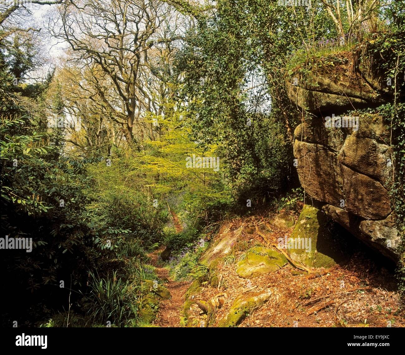 Altamont Garden, Tullow, Co Carlow, Ireland; Glen And Bluebells Stock