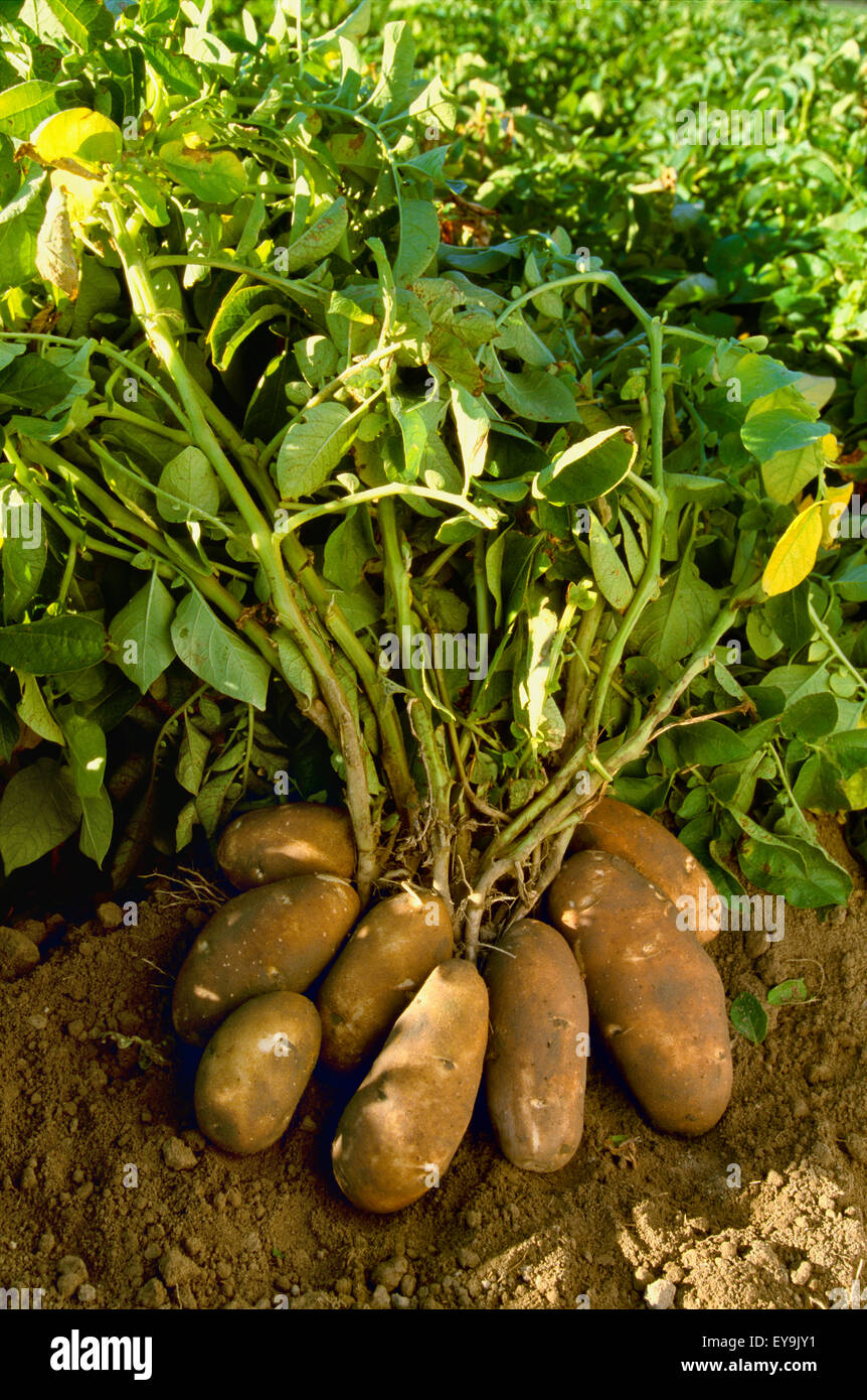 Gary,Agricultural,Agriculture,Field,Fields Stock Photo