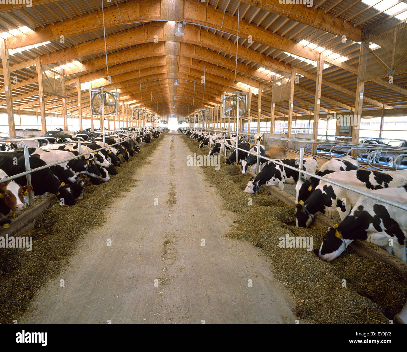 Livestock Holstein dairy cows feeding on silage in a freestall dairy