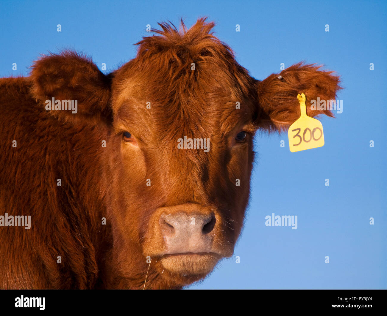 Livestock - Head shot of a Red Angus heifer / Alberta, Canada. Stock Photo