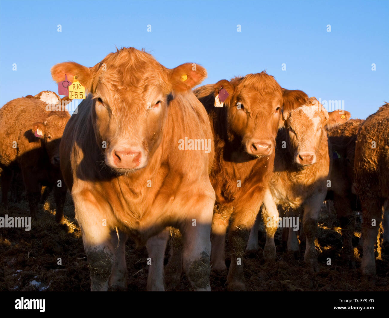 Livestock charolais cross beef steers at a feedlot alberta hires stock