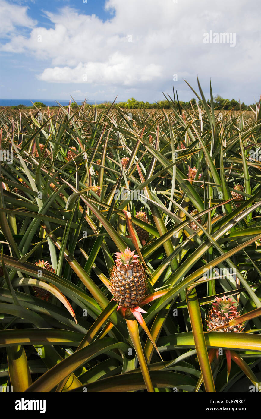 Pineapple farm maui maui hawaii hires stock photography and images Alamy